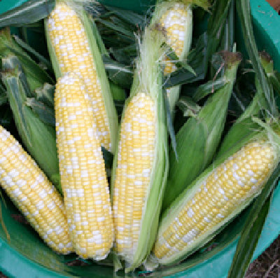 Butter & Sugar Bicolor Sweet Corn Vegetable Seed on Sale