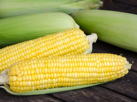 Takeoff Sweet Corn Vegetable Seed Cheap