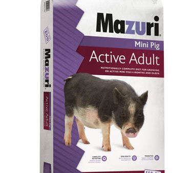 Mini Pig Active Adult For Discount